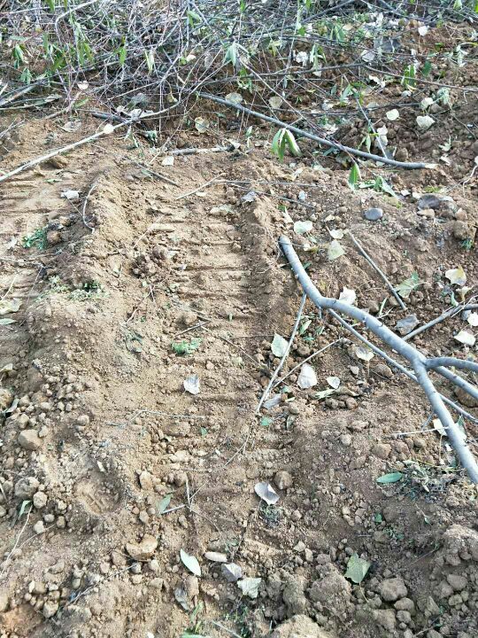 伊川县城关镇小庄十三组居民家的苗木被偷挖