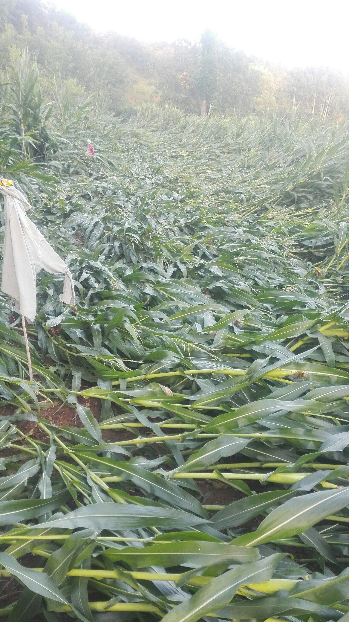 大雨导致玉米受灾图片图片